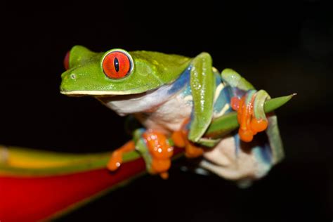 Agalychnis Callidryas Frogs Co