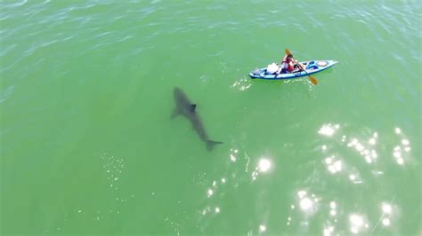 White Shark Investigating Kayak Youtube