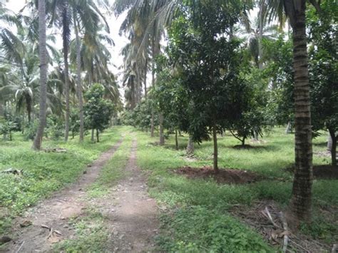 50 acre agricultural land for sale in Palakkad | housefind