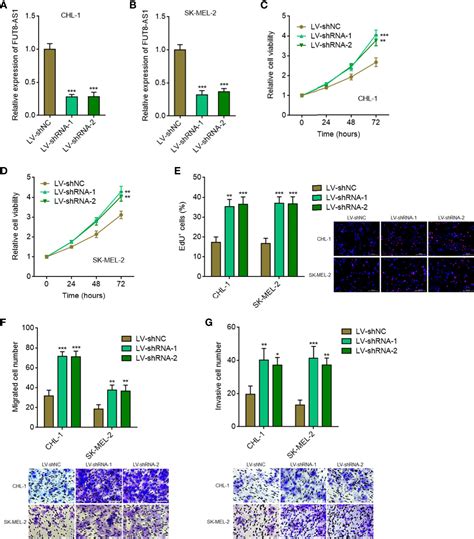 Frontiers Fut As Inhibits The Malignancy Of Melanoma Through