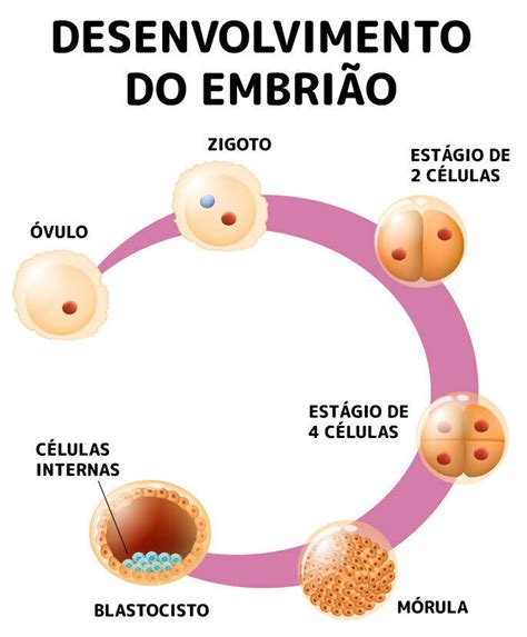 Como Ocorre A Fecundação Humana Toda Matéria