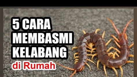 5 Cara Mudah Dan Ampuh Mengusir Kelabang Masuk Ke Rumah Bahaya Jangan