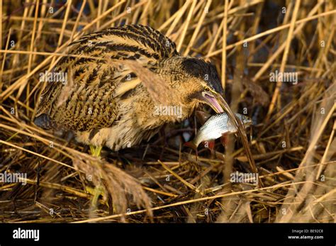 Roerdomp Great Bittern Botaurus Stellaris Stock Photo Alamy