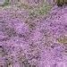 Creeping Thyme Thymus Serpyllum Seeds Etsy