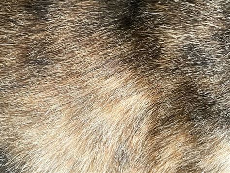 cat fur texture stock photo image  closeup wildlife