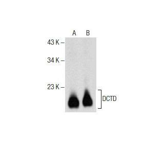 Anti Dctd Antibody F Scbt Santa Cruz Biotechnology