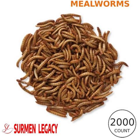 Exotic Nutrition Live Mealworms Reptile Food Giant Count Chewy