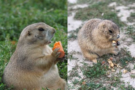 Gopher Vs. Groundhog (15 Differences)