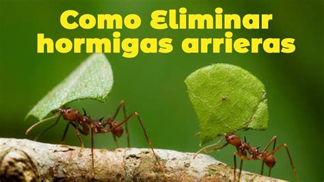 Como Eliminar Hormigas Arrieras YouTube