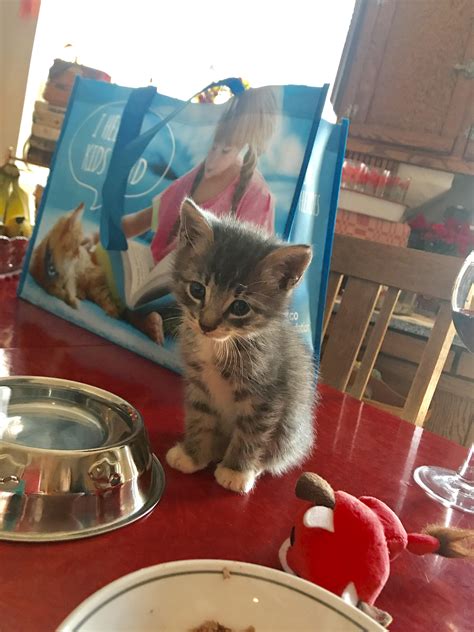 New grant funding will soon help those who take in foster cats 3