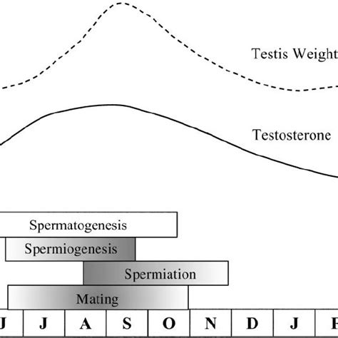 Schematic Representation Of Fluctuations In Plasma Testosterone And