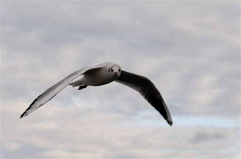 Kostenlose Foto Vogel Fl Gel Tier Seevogel M We Schnabel Flug