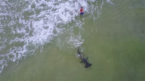 Video Massive Hammerhead Shark Reeled In On Panama City Beach Wtvc