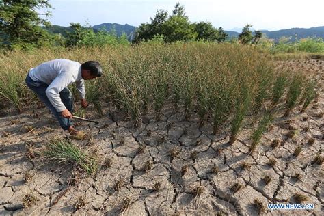 Drought Continues To Linger In Hunan Cn