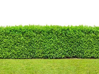 planting  instant hedge   create  instant hedge