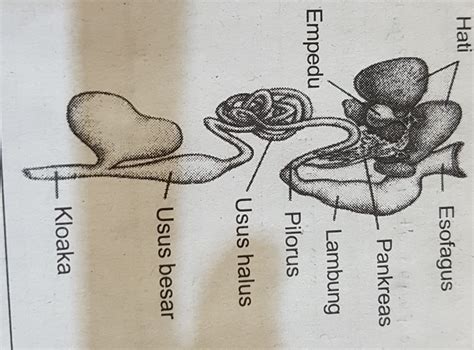 Detail Gambar Sistem Pencernaan Pada Katak Koleksi Nomer 3