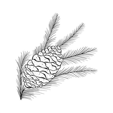 Premium Vector Hand Drawn Coniferous Tree Branch With Pine Cone On A