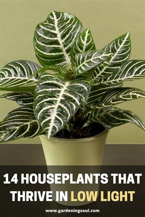 26 Best Low Light Indoor Plants Best Houseplants For Shade