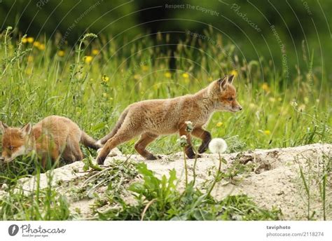 wild red fox puppy - a Royalty Free Stock Photo from Photocase