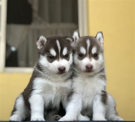 Husky Siberiano Manto Rojo El Mejor Criadero De México