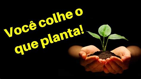 Voce Colhe Oque Planta Librain