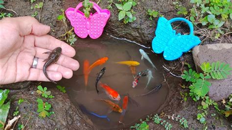 Wadidaw Dapat Ikan Cupang Warna Warni Ikan Molly Balon Ikan Lele