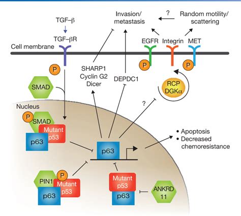 P53 Mutations In Cancer Semantic Scholar