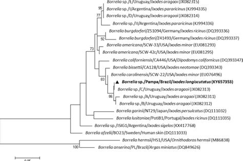 Borrelia species | Semantic Scholar