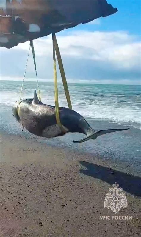 Russian rescuers return a beached killer whale to sea | Reuters