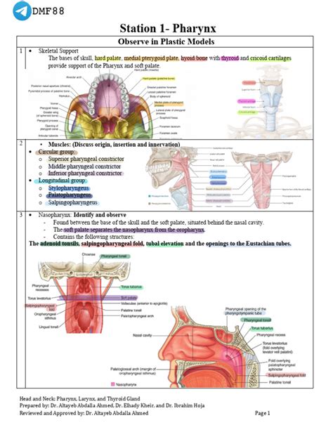 Lab 4 Head Neck Pharynx Larynx Thyroid Gland Pdf Larynx