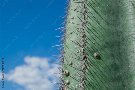 Barbary Fig plant, Indian Fig Opuntia, spineless cactus, Stock Photo ...