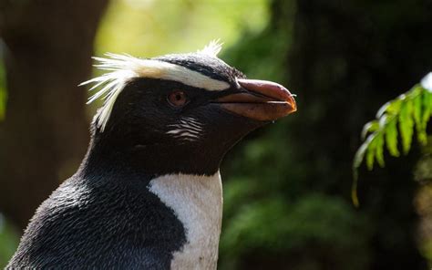 Animaux De Nouvelle Z Lande Noms Et Photos