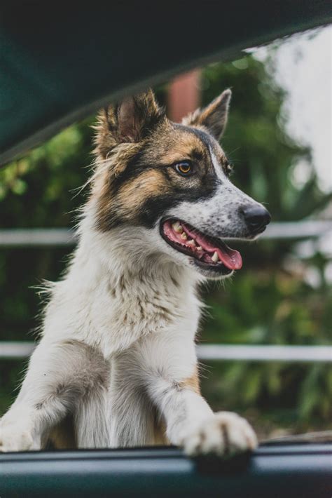 End of Year Giving with Wounded Paw Project - WPP