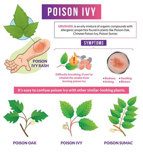 Poison Ivy What You Need To Know To Stay Safe Poison Ivy Poison Ivy Plants Poison Ivy Rash