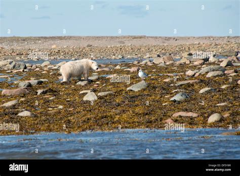 Canada Nunavut Western Shore Of Hudson Bay Kivalliq Region Arviat