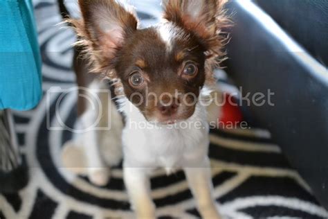 What's up with eye color? | Chihuahua People Forum