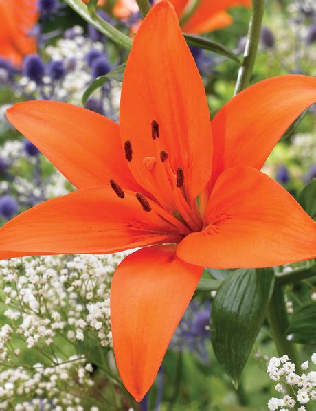 Asiatic Lilies Tesselaar