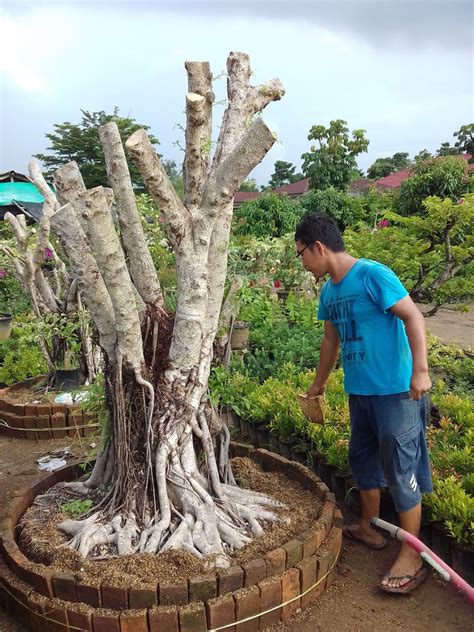 Bonsai Pohon Beringin Kimeng Blogger Bonsai Bengkulu