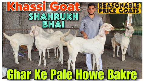 Reasonable Price Khassi Goat At Shahrukh Bhai Ghar Ke Pale Howe Bakre