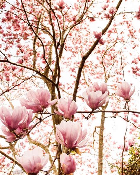 Cherry Blossom Blooming In Charleston SC