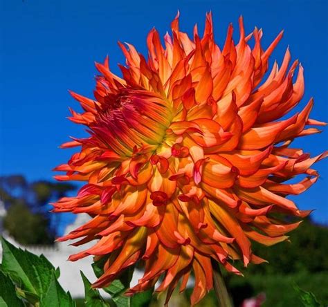 How gorgeous are the colors in this dahlia?? | Live colorfully, Color, Dahlia