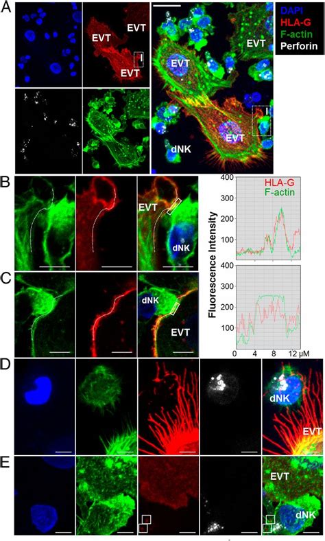 The HLA G Cycle Provides For Both NK Tolerance And Immunity At The