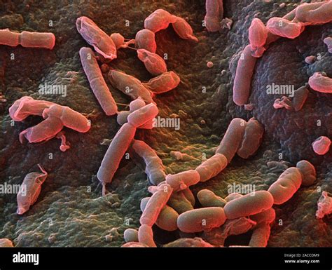 False Colour Transmission Electron Micrograph Of A Rod Shaped Bacterium