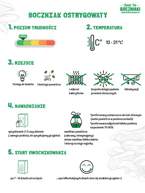 Boczniak Ostrygowaty SmakiNaBoczniaki