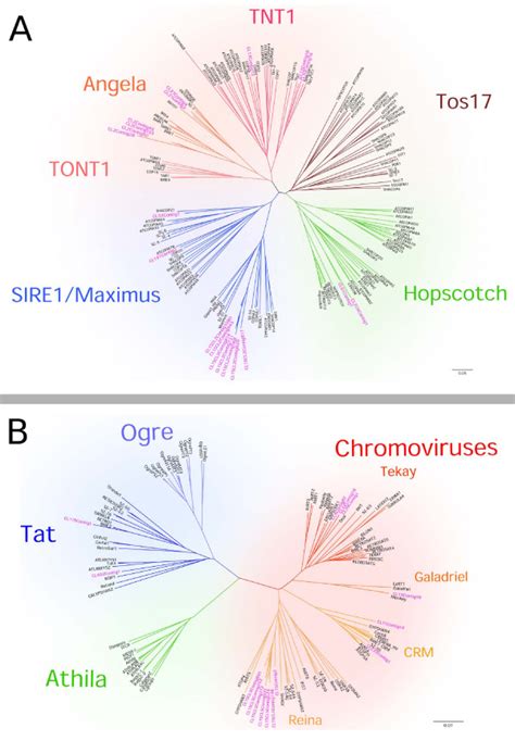 Phylogenetic Analysis Of Musa Retrotransposons Based On Rt Sequences