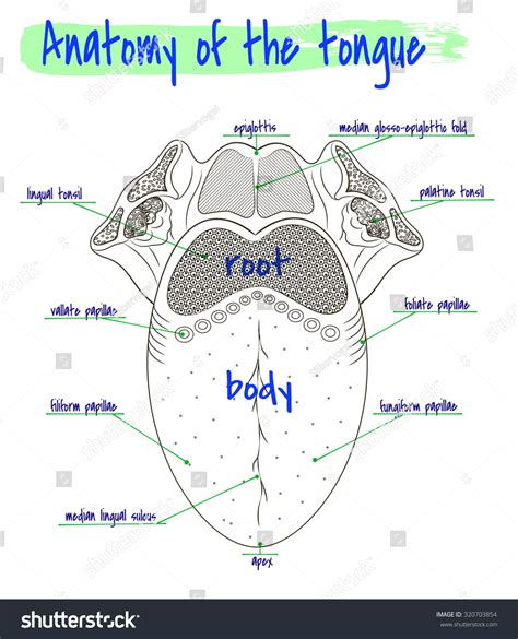 Vector Drawing Anatomy Human Tongue Stock Vector (Royalty Free) 320703854 | Shutterstock