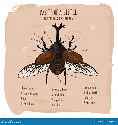 Japanese Rhinoceros Beetle Trypoxylus Dichotomus Hand Draw Sketch Vector