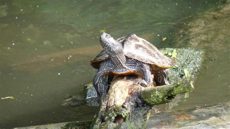 False Map Turtle | MarkEisingBirding