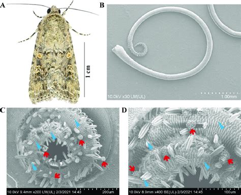 The beet armyworm, Spodoptera exigua, and the pollen adhering to the ...