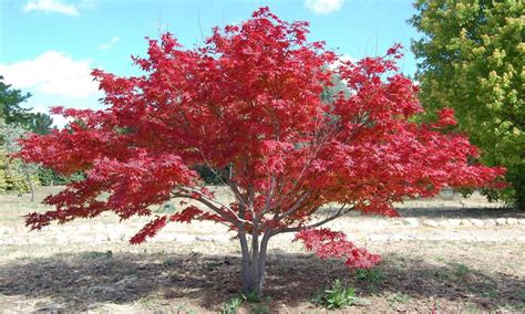 ornamental plants    types